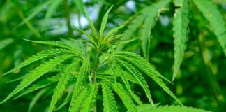 How To Take Kratom Powder & Capsules