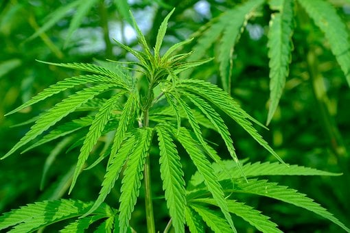 How To Take Kratom Powder & Capsules