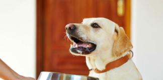 How to feed dogs with sensitive stomach health issues