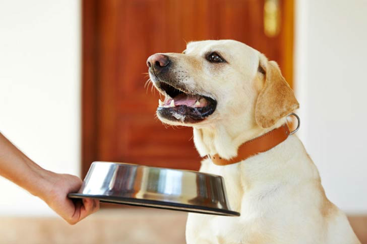 How to feed dogs with sensitive stomach health issues